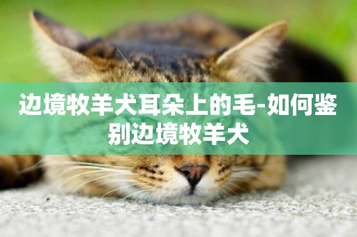 邊境牧羊犬耳朵上的毛-如何鑒別邊境牧羊犬