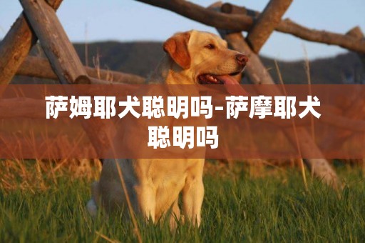 薩姆耶犬聰明嗎-薩摩耶犬聰明嗎