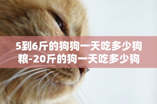 5到6斤的狗狗一天吃多少狗糧-20斤的狗一天吃多少狗糧