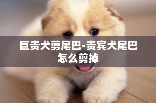 巨貴犬剪尾巴-貴賓犬尾巴怎么剪掉