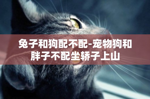 兔子和狗配不配-寵物狗和胖子不配坐轎子上山