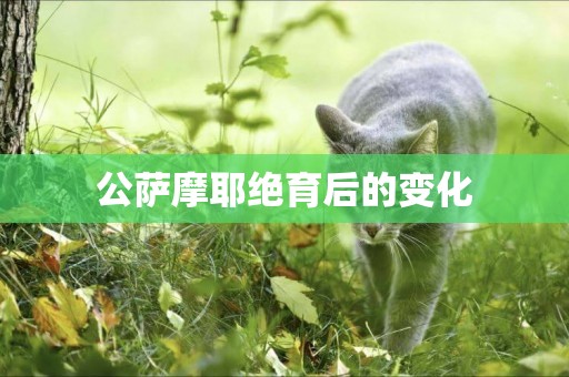公薩摩耶絕育后的變化