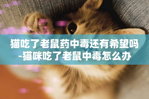 貓吃了老鼠藥中毒還有希望嗎-貓咪吃了老鼠中毒怎么辦