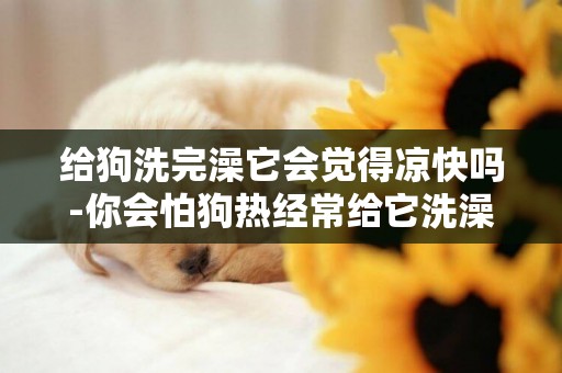 給狗洗完澡它會覺得涼快嗎-你會怕狗熱經常給它洗澡嗎