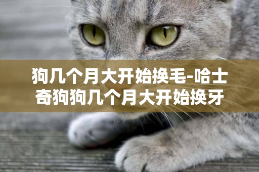 狗幾個月大開始換毛-哈士奇狗狗幾個月大開始換牙