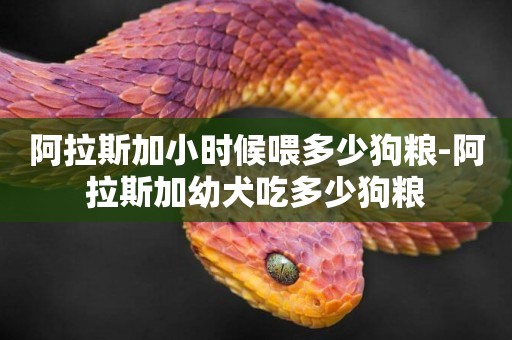 阿拉斯加小時候喂多少狗糧-阿拉斯加幼犬吃多少狗糧