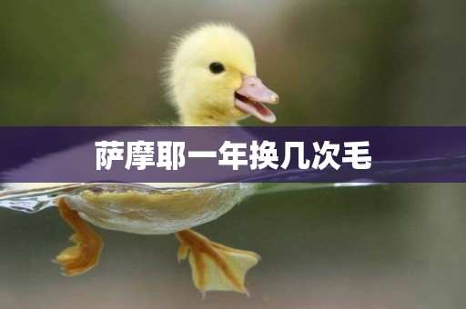薩摩耶一年換幾次毛