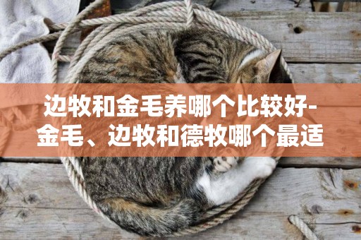 邊牧和金毛養哪個比較好-金毛、邊牧和德牧哪個最適合家養