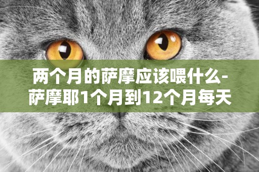 兩個月的薩摩應該喂什么-薩摩耶1個月到12個月每天都應該吃幾次