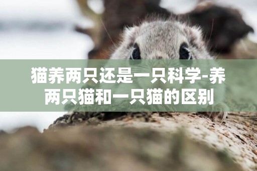 貓養兩只還是一只科學-養兩只貓和一只貓的區別