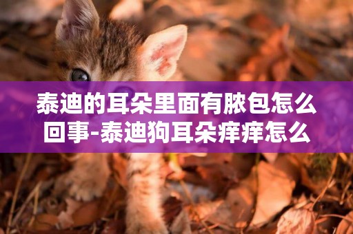 泰迪的耳朵里面有膿包怎么回事-泰迪狗耳朵癢癢怎么回事