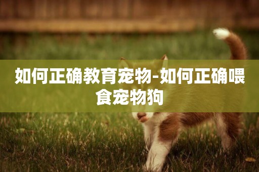 如何正確教育寵物-如何正確喂食寵物狗