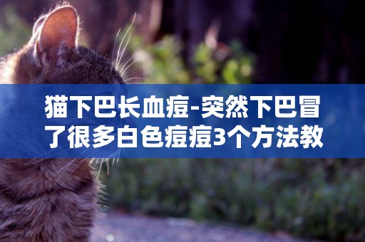 貓下巴長血痘-突然下巴冒了很多白色痘痘3個方法教你下巴長痘怎么調理