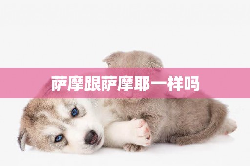 薩摩跟薩摩耶一樣嗎