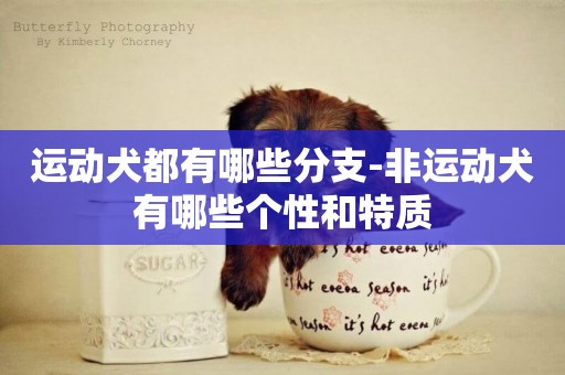 運動犬都有哪些分支-非運動犬有哪些個性和特質