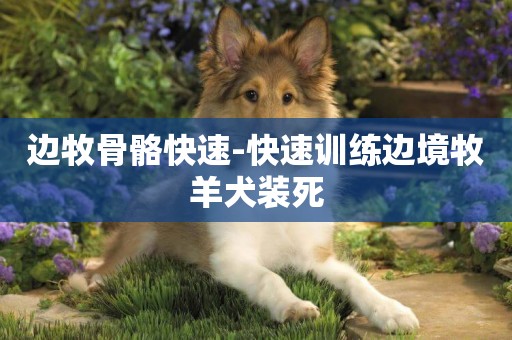 邊牧骨骼快速-快速訓練邊境牧羊犬裝死