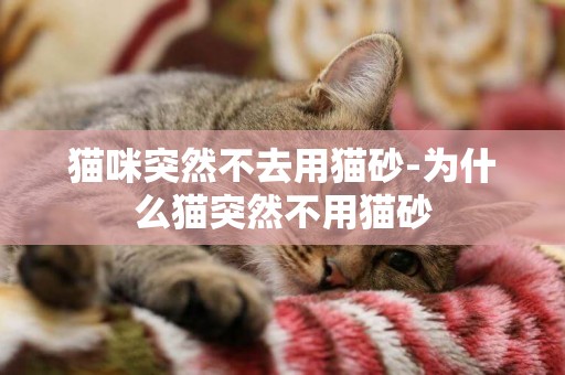 貓咪突然不去用貓砂-為什么貓突然不用貓砂