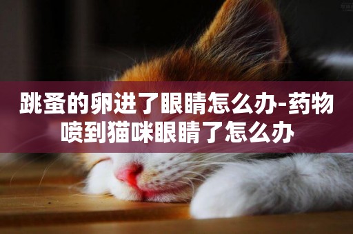 跳蚤的卵進了眼睛怎么辦-藥物噴到貓咪眼睛了怎么辦