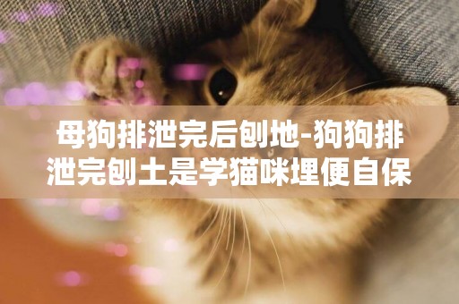 母狗排泄完后刨地-狗狗排泄完刨土是學貓咪埋便自保