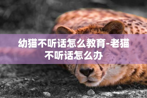 幼貓不聽話怎么教育-老貓不聽話怎么辦