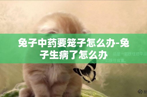 兔子中藥要籠子怎么辦-兔子生病了怎么辦