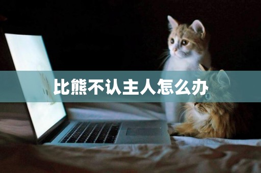 比熊不認主人怎么辦