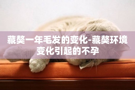 藏獒一年毛發的變化-藏獒環境變化引起的不孕