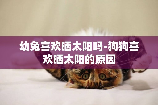 幼兔喜歡曬太陽嗎-狗狗喜歡曬太陽的原因