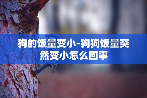 狗的飯量變小-狗狗飯量突然變小怎么回事