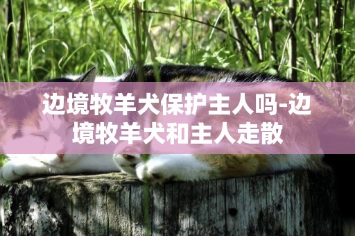 邊境牧羊犬保護主人嗎-邊境牧羊犬和主人走散