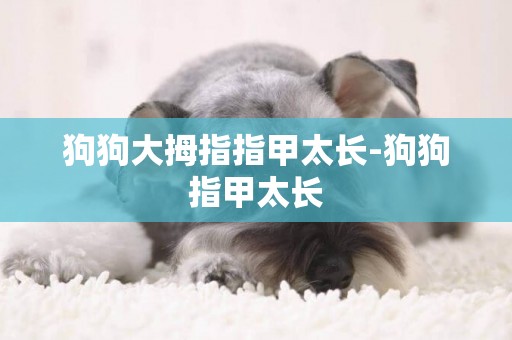 狗狗大拇指指甲太長-狗狗指甲太長
