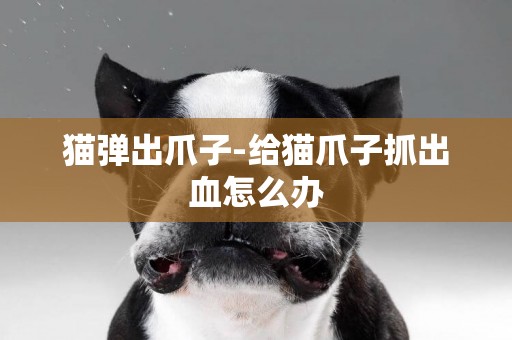 貓彈出爪子-給貓爪子抓出血怎么辦