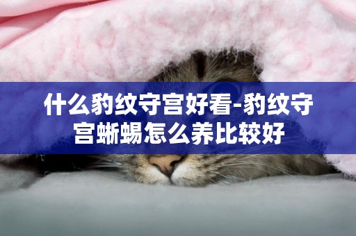 什么豹紋守宮好看-豹紋守宮蜥蜴怎么養比較好
