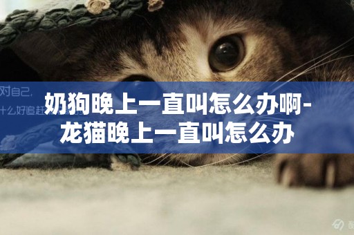 奶狗晚上一直叫怎么辦啊-龍貓晚上一直叫怎么辦