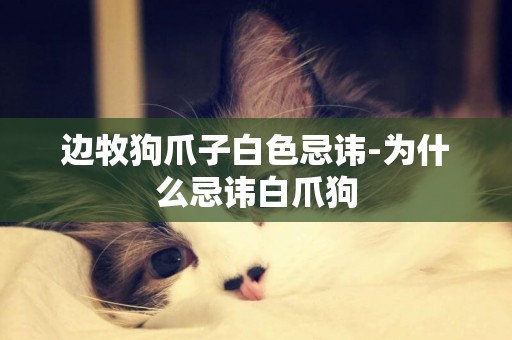 邊牧狗爪子白色忌諱-為什么忌諱白爪狗