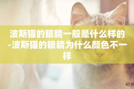 波斯貓的眼睛一般是什么樣的-波斯貓的眼睛為什么顏色不一樣