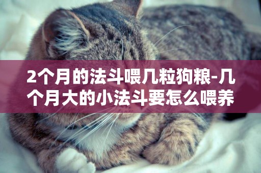 2個月的法斗喂幾粒狗糧-幾個月大的小法斗要怎么喂養