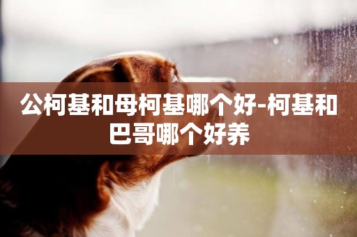 公柯基和母柯基哪個好-柯基和巴哥哪個好養