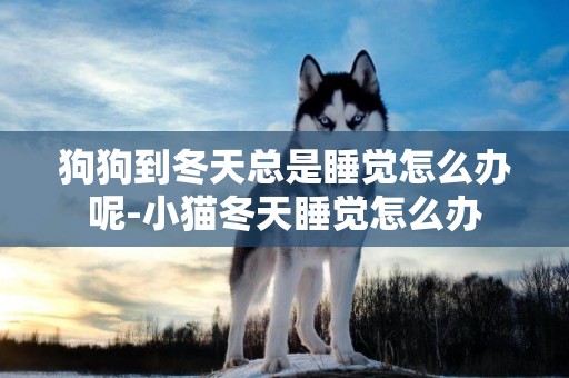 狗狗到冬天總是睡覺怎么辦呢-小貓冬天睡覺怎么辦