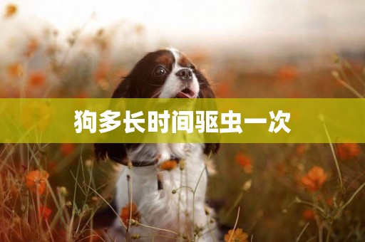 狗多長時間驅蟲一次