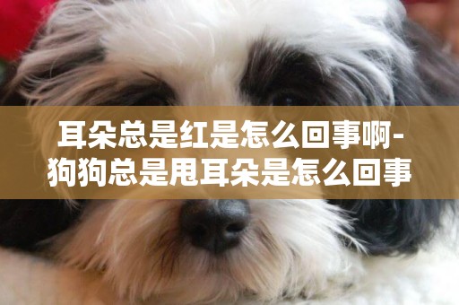 耳朵總是紅是怎么回事啊-狗狗總是甩耳朵是怎么回事
