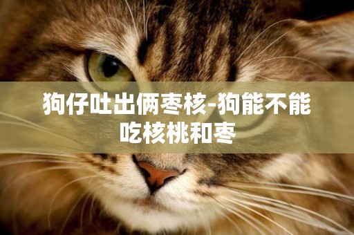 狗仔吐出倆棗核-狗能不能吃核桃和棗