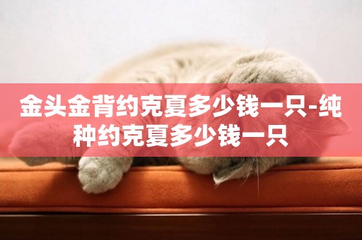 金頭金背約克夏多少錢一只-純種約克夏多少錢一只