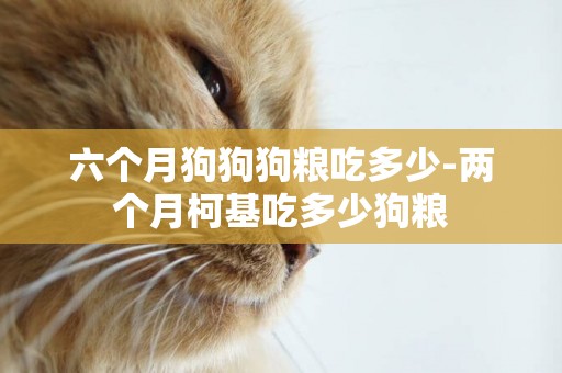 六個月狗狗狗糧吃多少-兩個月柯基吃多少狗糧