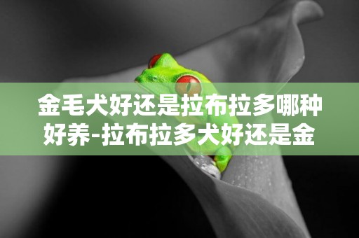 金毛犬好還是拉布拉多哪種好養-拉布拉多犬好還是金毛好