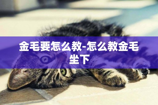 金毛要怎么教-怎么教金毛坐下