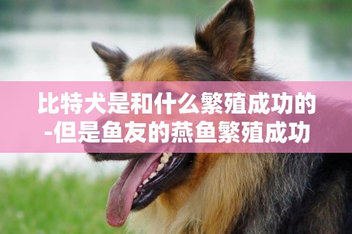 比特犬是和什么繁殖成功的-但是魚友的燕魚繁殖成功啦