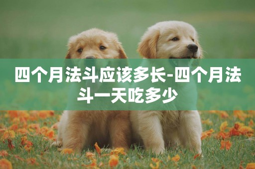四個月法斗應該多長-四個月法斗一天吃多少