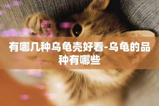 有哪幾種烏龜殼好看-烏龜的品種有哪些