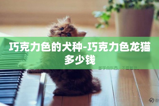 巧克力色的犬種-巧克力色龍貓多少錢